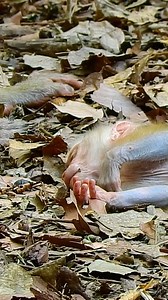 35K views · 493 reactions | How Lucie creid # monkey | Hello monkey | Facebook