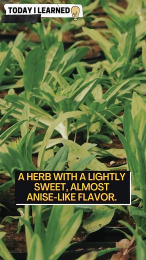 Check out these different mojito spice combinations that you can try! #mojito #mojitococktail #mojitodrink #mojitorecipe #mojitos #mojitolovers #mojitoalcohol #mojitodrink #mojitocombos #mojitospices #mojitoingredients | Advanced Mixology | Facebook