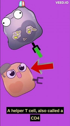 What is a Helper T Cell? - Immune System