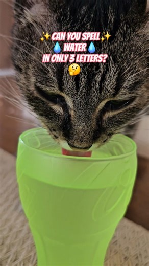 Can You Spell Water in 3 Letters? 🤯💧 #shorts #challenge #cat #canyousolvethis