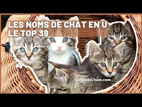 Quels noms de chat en U ? le Top 39