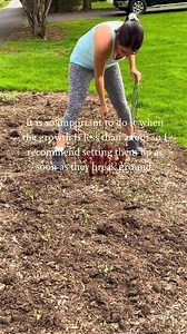 Peony Support Tips – How to Grow Thriving Blooms