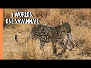 One Savannah, Five Hidden Worlds | Full Documentary