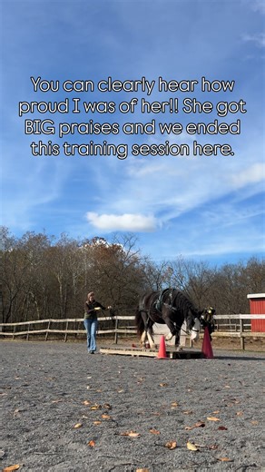 Obstacles can be so beneficial in your horses training, even for driving horses! They can help us learn a few things about the partnership we have with our horse, like: 👉🏼 the confidence and willingness of the horse 👉🏼 the Whips reinsmanship skills 👉🏼 show how effective your leadership from back behind the horse is 👉🏼 build confidence in your partnership 👉🏼 find weaknesses that you or your horse might have and new things to work on strengthening 👉🏼 show your horse to trust that you w