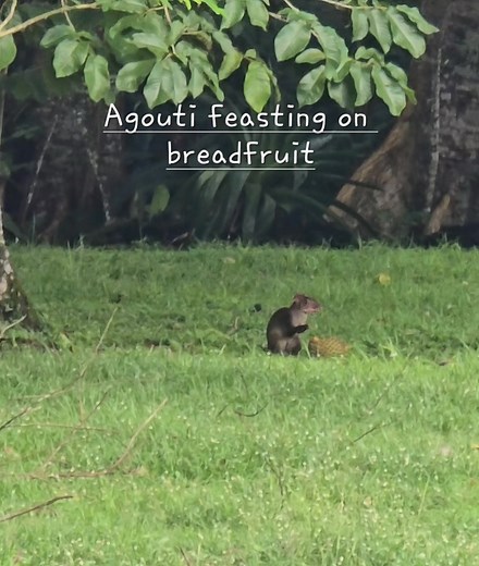 So many agoutis running around Gamboa!😁 This one is feasting on breadfruit. #agouti #wildlifeofpanama #Gamboa #travelingtiedye #adventuringwithmaryann #makingmemories #travel #adventures | MaryAnn Ensz