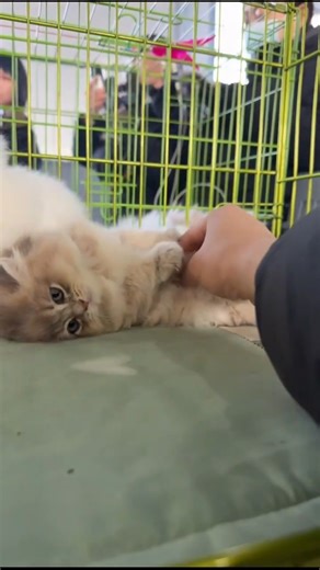 Mission Accomplished! 🥰 POV: Putting a Grumpy Golden Kitten to Sleep! 💤