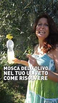 Mosca dell'olivo. Come risolvere?