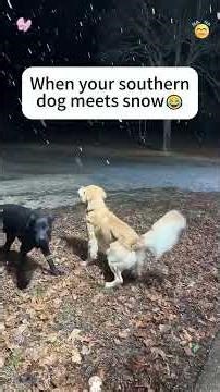 ❄️ Winter Dogs Loving Snow 🐶 | Adorable Christmas Dog Compilation