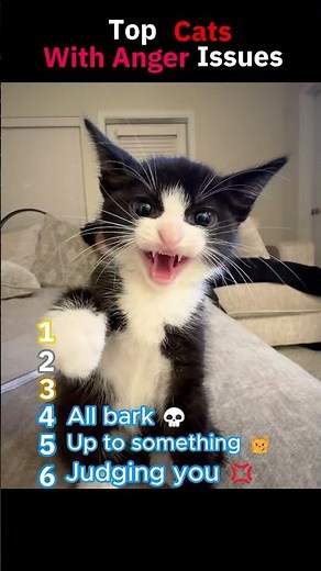 Top 6 Angry Cat Moments (Wait For It) 😾 #cats #funny #cutepets #cat #memes #pets #cute #animals