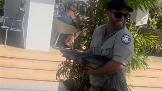 Resort reveals how croc was removed from luxury pool