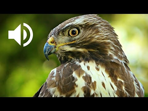 The Majestic Cry of the Eurasian Buzzard | Buzzard Call