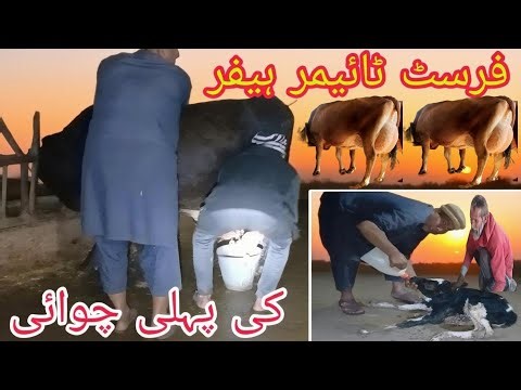 When a Heifer Becomes a Cow!The First Milking!