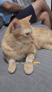 37K views · 1.9K reactions | Simba is a proud indie cat as India has won the worldcup Aapko ye simba ka cute sa video kaisa laga?? | CheetoSimba | Facebook