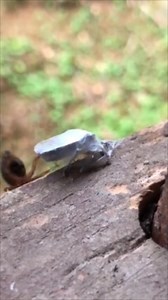 #spider vs #insectos | Pelea de Insectos