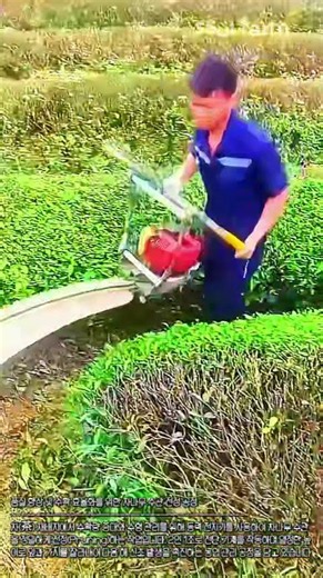 풍성한 차 잎 수확의 비결! 기계로 싹둑 잘라내는 차나무 관리법 #worker #process #technique #green #nature