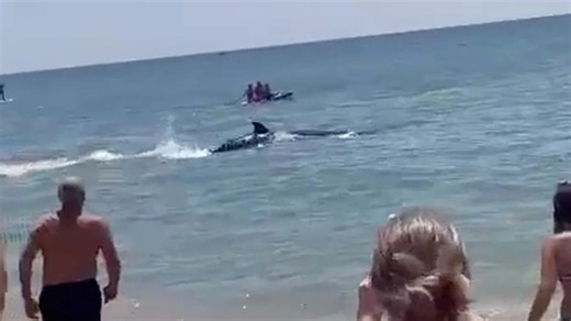 Moment terrified beachgoers flee ‘shark’ as fin cuts through water in Spain