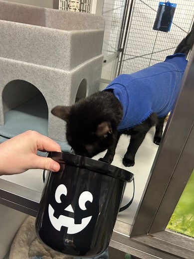 🎃 Halloween has arrived at Cats Protection! Our cats are so special to us that they only get treats 🎃 | Northern Ireland Cat Centre
