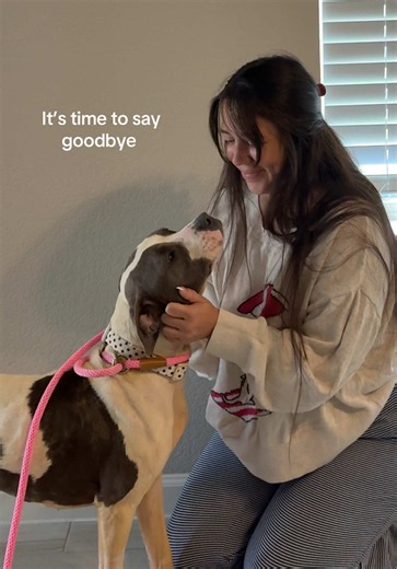 Day 37 with Nola. Adoption day. 🥹 Our yellow girl is off to her next adventure 🥺. After 37 days with Nola, I am so relieved we made it here. When I first picked her up she reminded me so much of a past foster whose story didn’t get this ending. She was severely underweight, anemic, and I was terrified I was about to experience another heartbreak. Instead, day by day, she fought, and her body fought right alongside her. She gained weight, found her confidence, and slowly understood she was safe