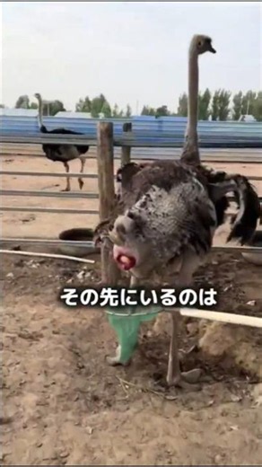 Why a farmer would sprint at an ostrich #Farming #Shocking #Ostrich