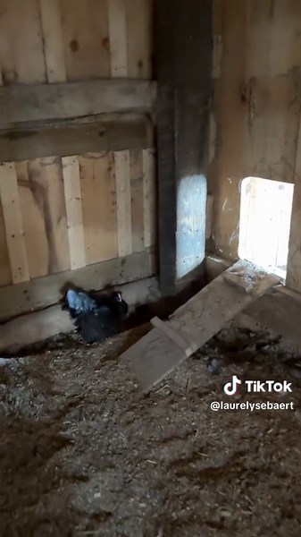 Deborah the Chicken: Caring for Pet Chickens