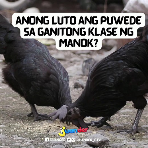 TINOLA, ADOBO O PRITO? Baka may suggestion ka, ka-Juander! Abangan bukas ang iba't ibang mga luto ng manok na puwede mong subukan sa #IJuander LINGGO | 8 PM | GTV! | GMA Public Affairs