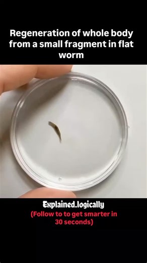 Science | History | Facts on Instagram: "Regeneration Ability 🪱 Planarians have an extraordinary ability to regenerate—capable of regrowing an entire body from just a small fragment. This power comes from a large population of stem cells called neoblasts, which can transform into any cell type and follow a genetic blueprint that defines the body’s structure. When a planarian is injured, neoblasts rush to the wound site and form a blastema, a mass of new cells that gradually differentiate to reb