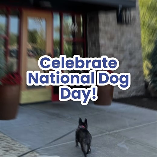 🐾 This National Dog Day, we’re raising a toast (and a water bowl!) to the dogs who bring comfort, connection, and joy every day. From August 26–31, our friends at Lazy Dog Restaurants will donate $1 from every Dog Bowl purchased back to Pet Partners, helping support therapy animal teams nationwide. Every Dog Bowl purchased also comes with a voucher for a free future Dog Bowl dinner. 📍 Visiting one of their 52 locations in Texas, Illinois, California, Colorado, Virginia, or Florida? Treat your 