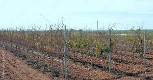 Grape fields are ready for autumn harvest. Vineyards where fruit grows from which wine is made in a beautiful landscape.