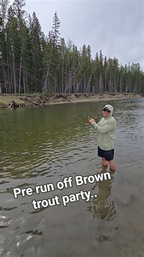 Big Brown Trout on the fly. #flyfishing #trout #bigfish #adventure #alberta #fishing