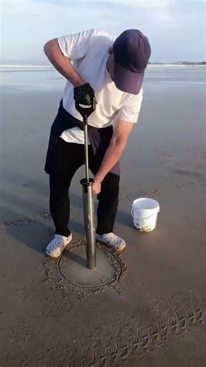 When you're out catching mantis shrimp on the beach, do you look for their burrows #mantisshrimp