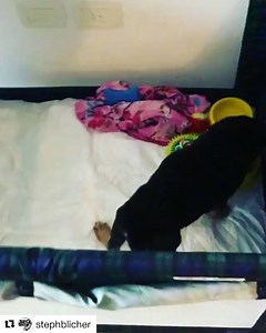 9.6K views · 1.6K reactions | #Repost @stephblicher (@get_repost) ・・・ Hola soy Trueno! ⚡️ quería contarles que estoy muy contento porque ya me quedo parado!!! Es un cambio muy grande para mí, y mi mamá junto con mis madrinas no paran de festejarme!  Gracias a todos los que me mandan amor, pronto los voy a correr por todos lados para robarles galletitas!!! LXS QUEREMOS!!! ⭐️⚡️❤️ | Zaguates Refugio | Facebook