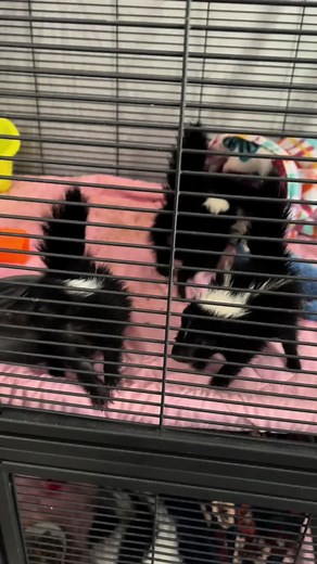 Baby skunks stomp their feet as a warning signal when they feel threatened. This behavior is a defensive tactic to intimidate potential predators or threats. By stomping their feet, baby skunks create noise and movement, indicating that they are prepared to spray if the threat persists. This serves as a deterrent, giving the skunk a chance to avoid using its potent defense mechanism. #geauxwildrehab #foryoupage #fypシ゚viral #foryou #wildlife #skunks #babies #stripedskunk #wildliferescue #wildlife