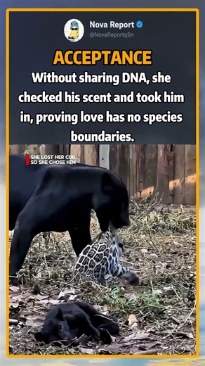 Black Leopard Adopts Spotted Cub in Heartwarming Moment#NatureDocumentary #BlackPanther