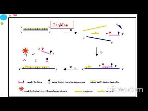 Cours PCR en temps réel Dr Sabri DENDEN