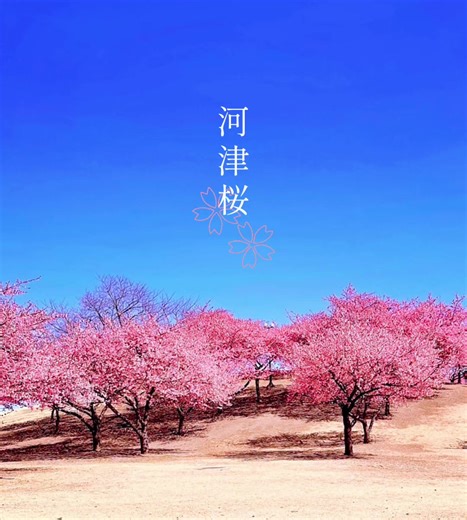 伊勢崎みらい公園での河津桜の美しさ