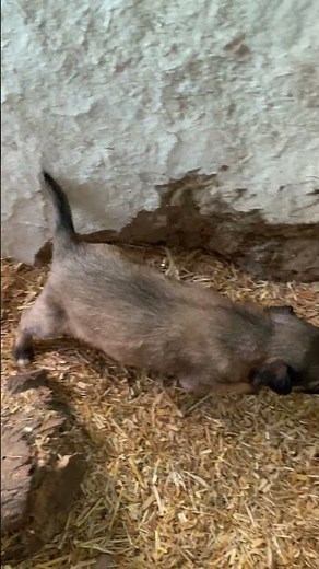 Baby Puppy Barking for the First Time | Cutest Sound Ever #shorts