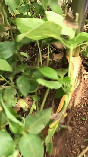 0538631585 LoVE SPELL THAT TRULY WORK#cocoyamspell#fypviral# Part 3 | Ahenfo Adwenkyere