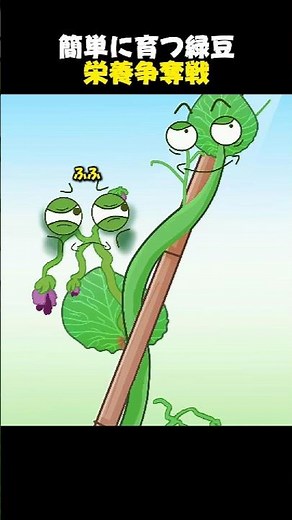 簡単に育つ緑豆栄養争奪戦