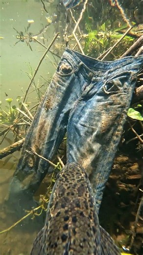 POV Animal #shortvideo #pov #wildlife #trending #fishing