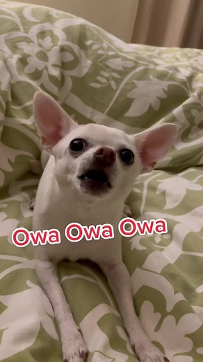 Funny Chihuahua's Last Pudgy Dance | Viral Dog Video