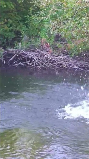 "Ripples in the River"#NatureVibes # #NaturePhotography #WaterRipples #OutdoorEscape #SereneViews