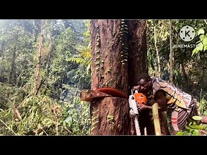 Amazing Action of a Professional Lumberjack