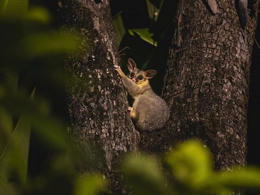 Four Ways To Protect Plants From Possums - Bunnings Australia