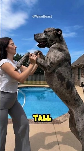 Top 3 Biggest Dog in the World 😱🫨