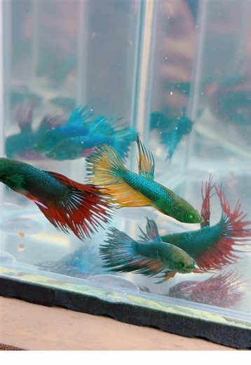 Hulk crowntail 🫣🫣🫣 #betta #greeneyes #hulkct #hulkbetta