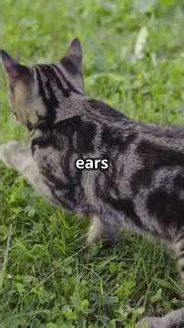 Can Cats Hear Ultrasound/Are They Sensitive to Certain Sounds?