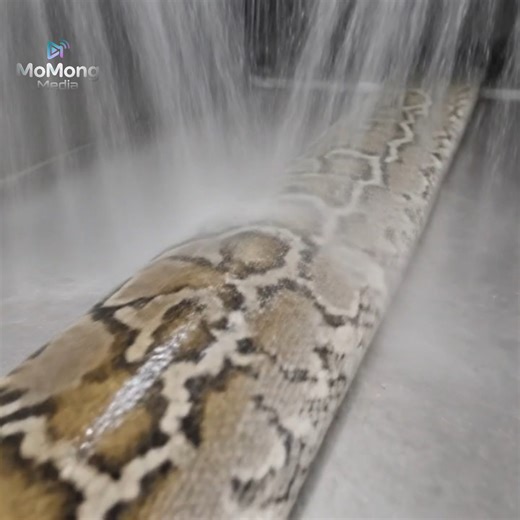 From Farm to Factory How Dozens of Tons of Python Products Are Made Every Month | Inside Future Factories