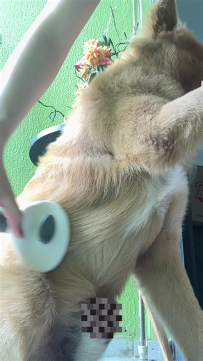 Detalhes de uma escovação diária 💙 #cachorro #pet #escova