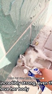 Found a Dying Kitten in the Corner, Body Stiff, Eyes Shut, Her Breathing Could Stop at Any Moment… | Baby Cat