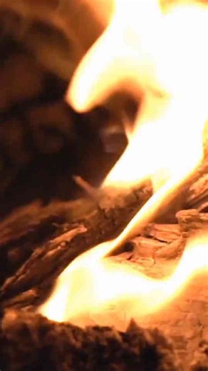 The Deadly Manchineel Tree